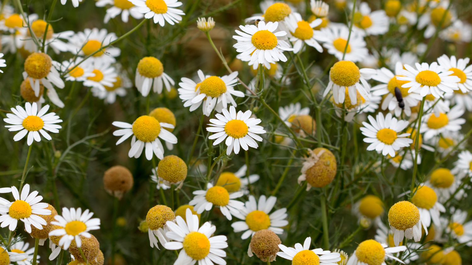 Chamomile: The Sweetly Grounding Heart of Botanical Perfumery