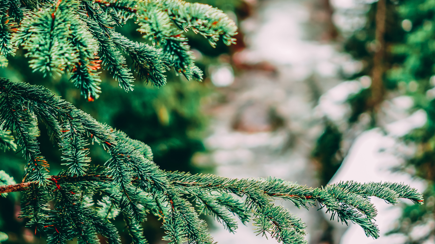 Discover the Woodsy Elegance of Balsam Fir