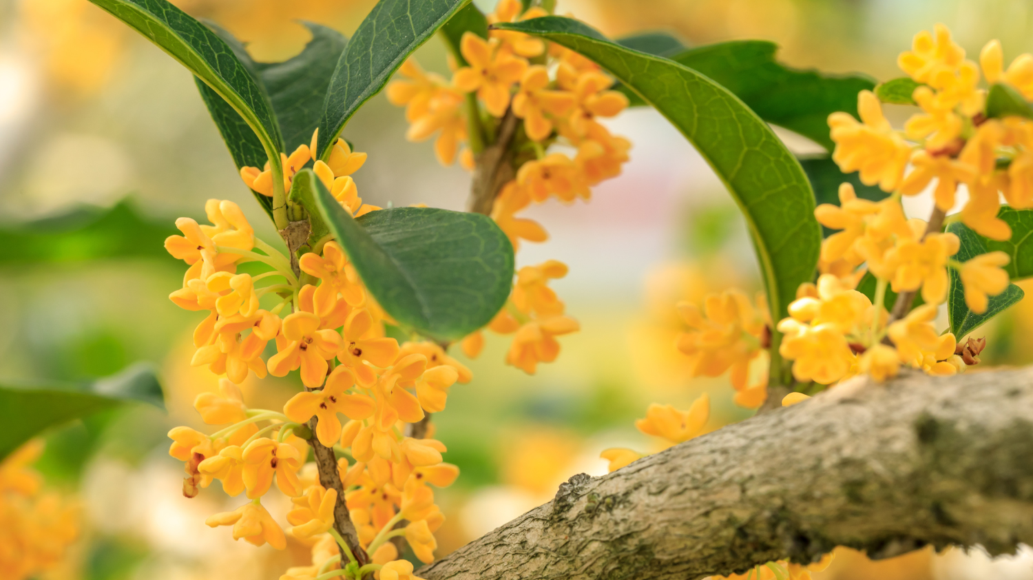 Osmanthus Absolute: A Perfumery Treasure