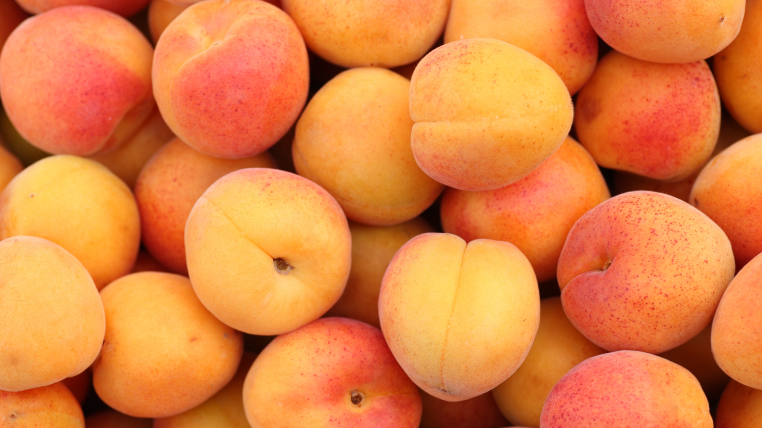 Bitter Almond: Where Nostalgia Meets Sophistication