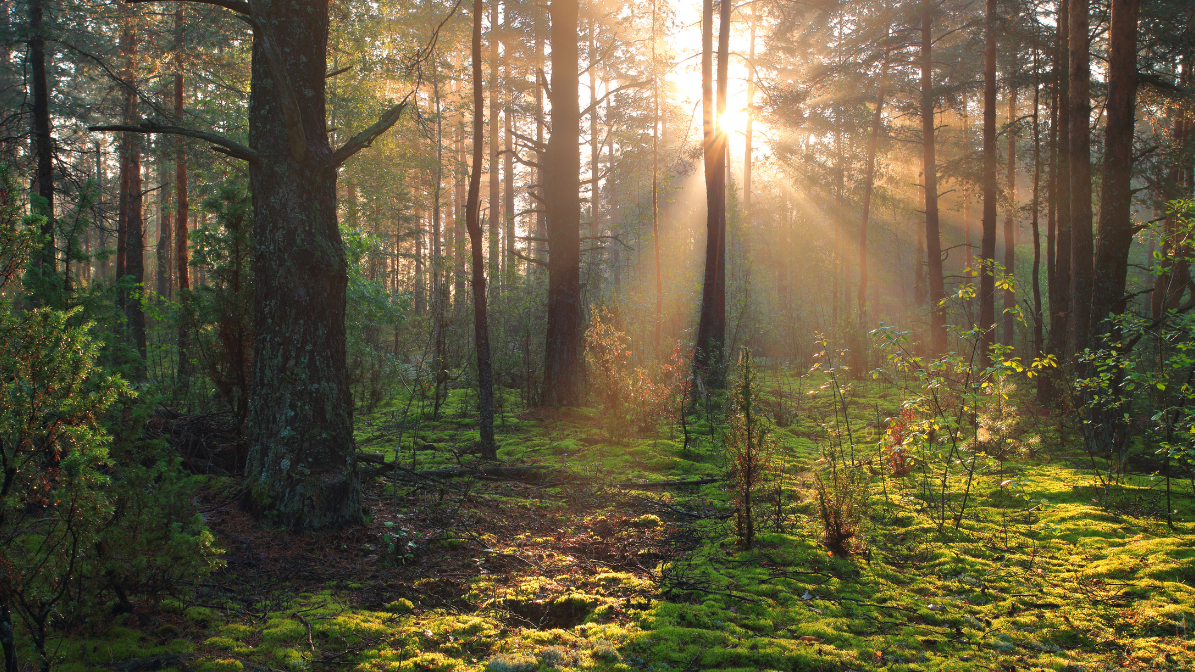 Nature's calling and no one is answering