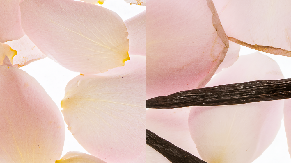 Rosewood Vs Coquette