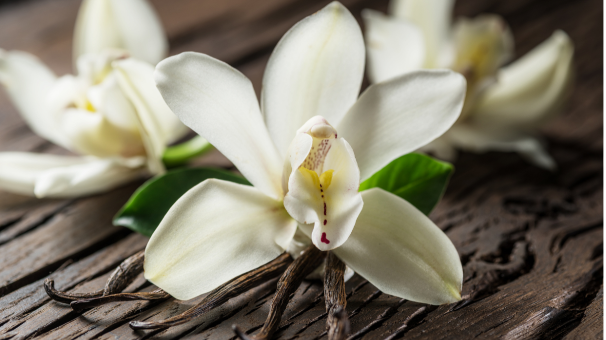 How to Choose Your Perfect Vanilla Fragrance: A Guide to Natural & Non-Toxic Perfumes