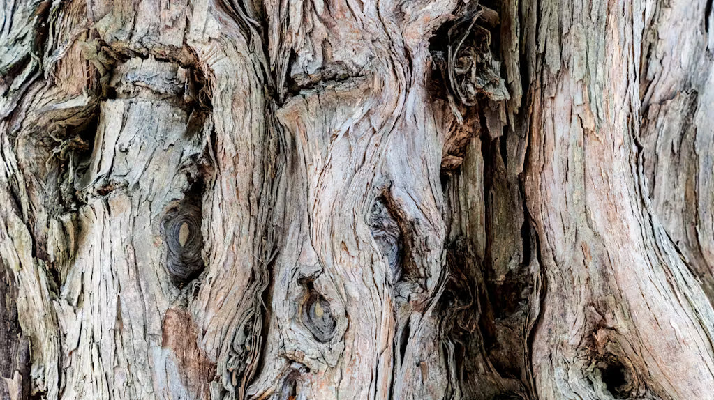 Why We Chose Australian Premium Sandalwood