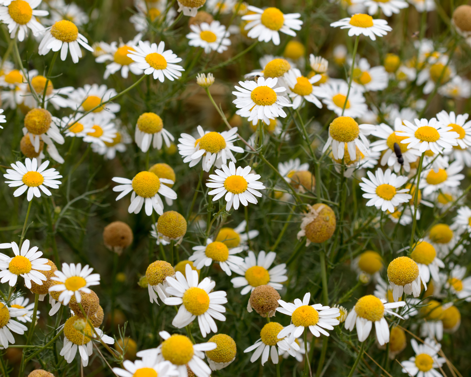 Chamomile: The Sweetly Grounding Heart of Botanical Perfumery