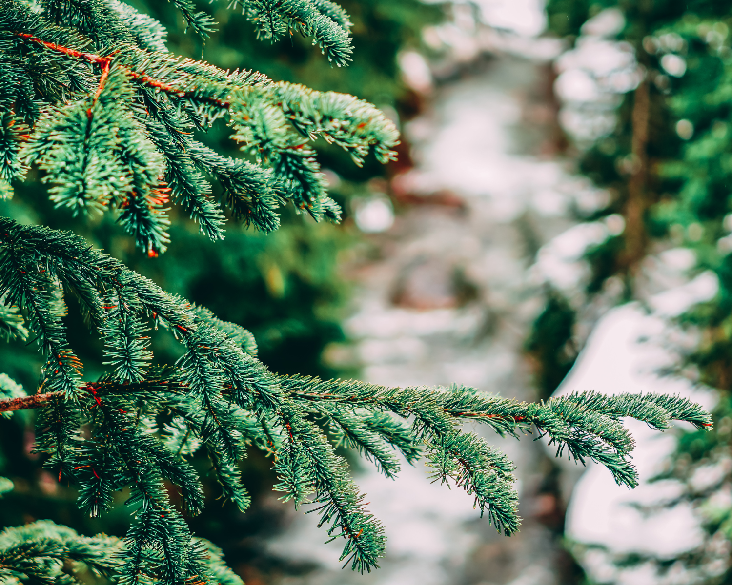 Discover the Woodsy Elegance of Balsam Fir