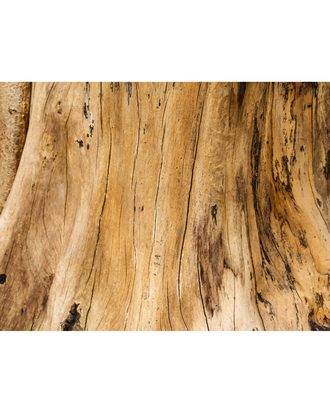 Why We Chose Australian Premium Sandalwood