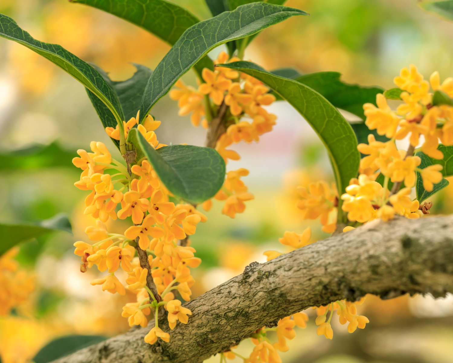 Osmanthus Absolute: A Perfumery Treasure