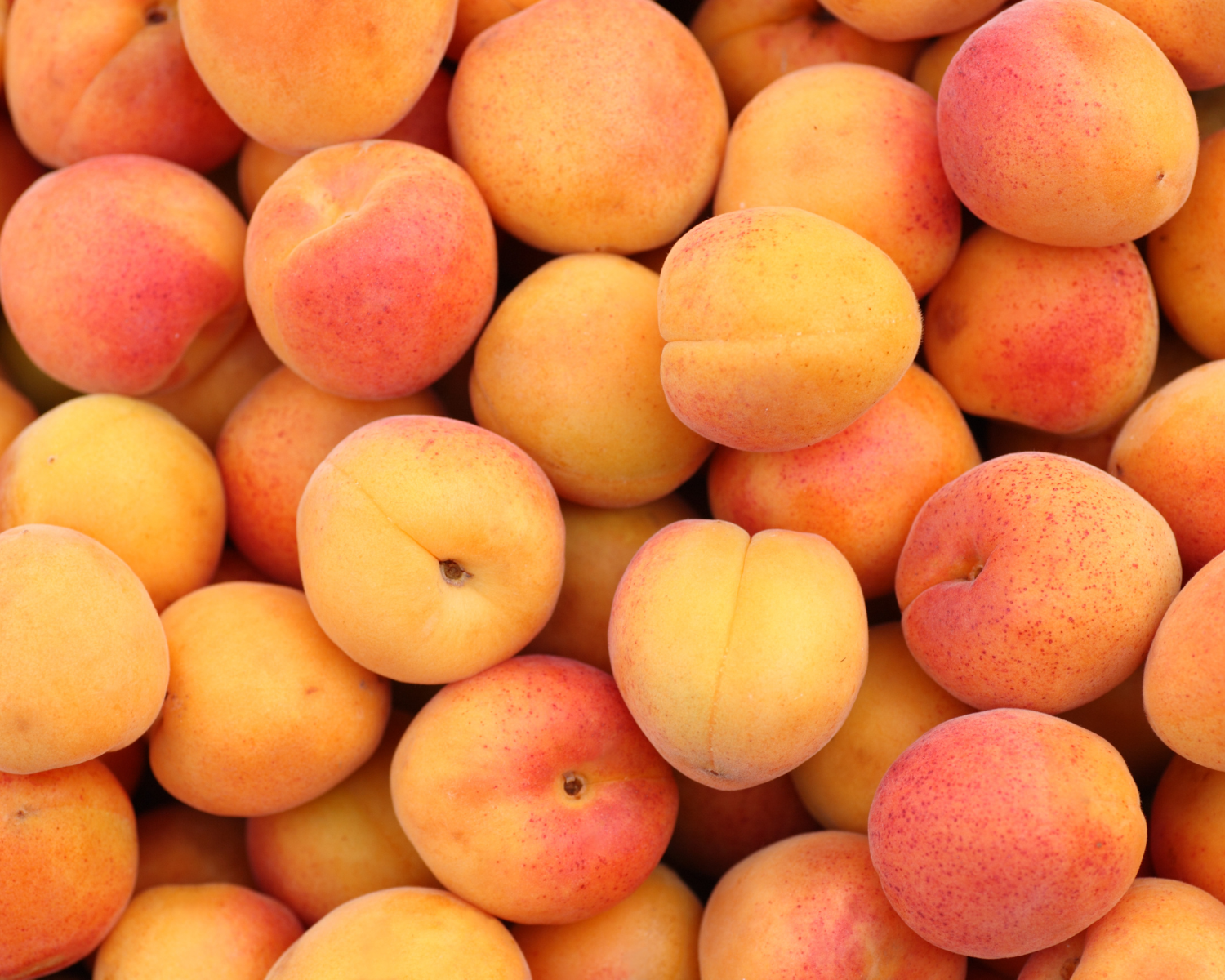 Bitter Almond: Where Nostalgia Meets Sophistication