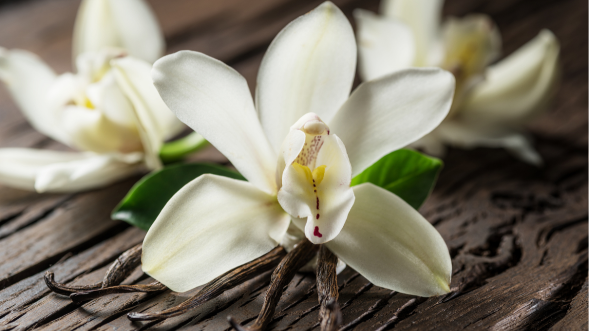 How to Choose Your Perfect Vanilla Fragrance: A Guide to Natural & Non-Toxic Perfumes