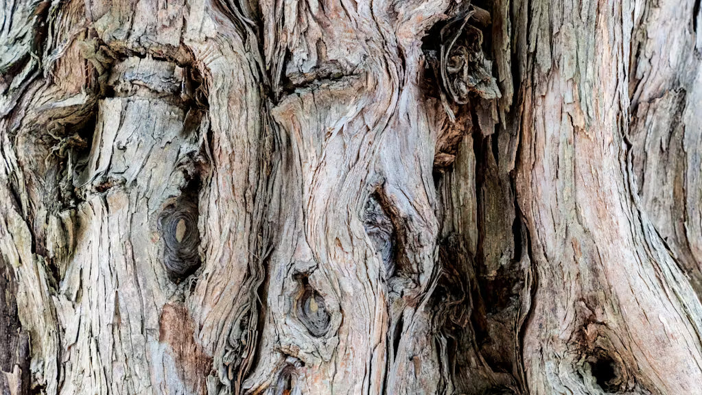 Why We Chose Australian Premium Sandalwood